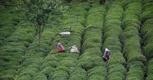 Çaydan 10 ayda 14.4 milyon dolarlık gelir