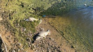 Barajdaki balıklar ölmeye başladı! Yetkililer inceleme başlattı